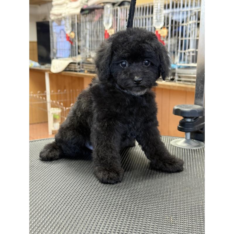 成約済の栃木県のティーカッププードル-421732の9枚目