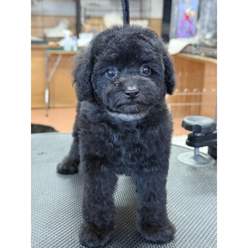 成約済の栃木県のティーカッププードル-421732の6枚目