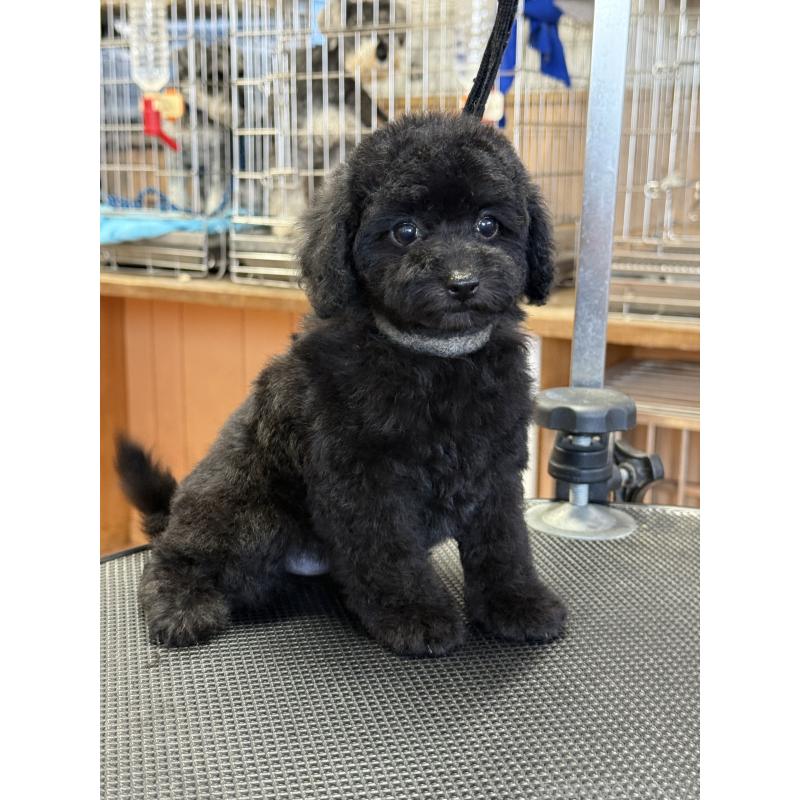 成約済の栃木県のティーカッププードル-421732の5枚目