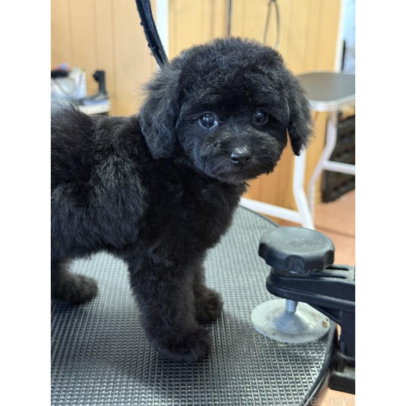 成約済の栃木県のティーカッププードル-421732の4枚目