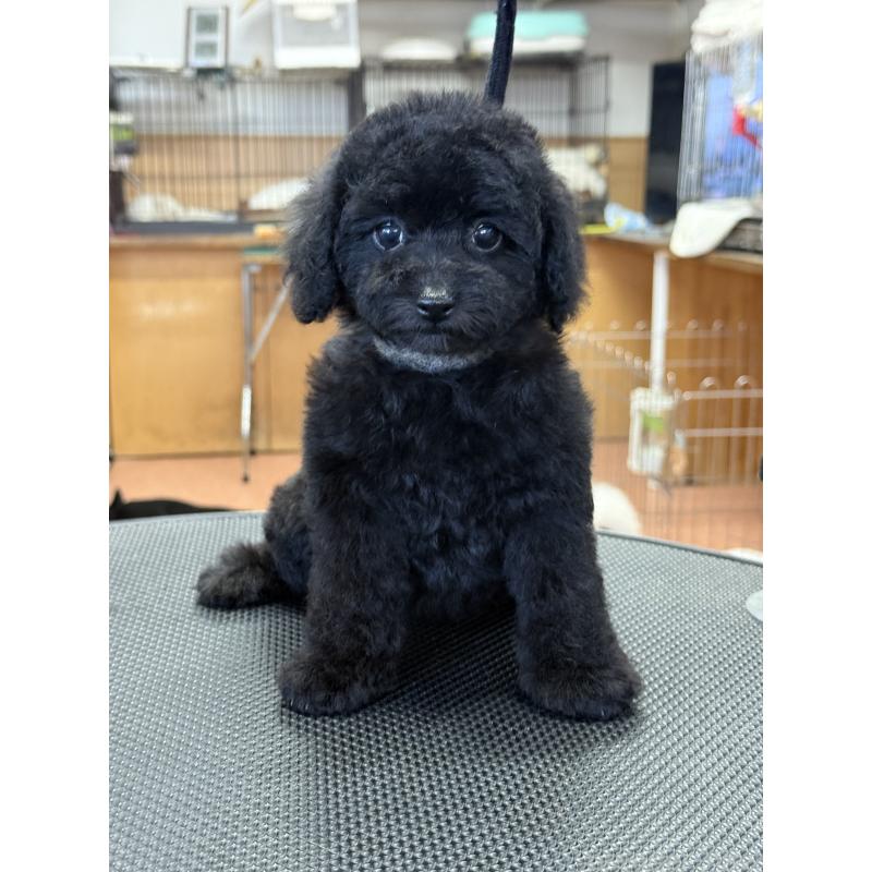 成約済の栃木県のティーカッププードル-421732の3枚目