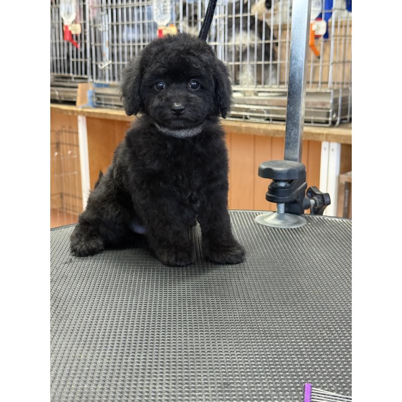 成約済の栃木県のティーカッププードル-421732の2枚目