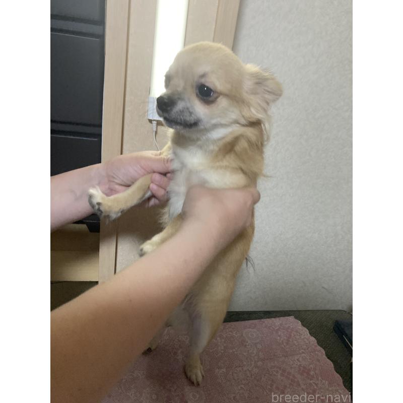 販売中の千葉県のチワワ(ロングコート)-408720の11枚目