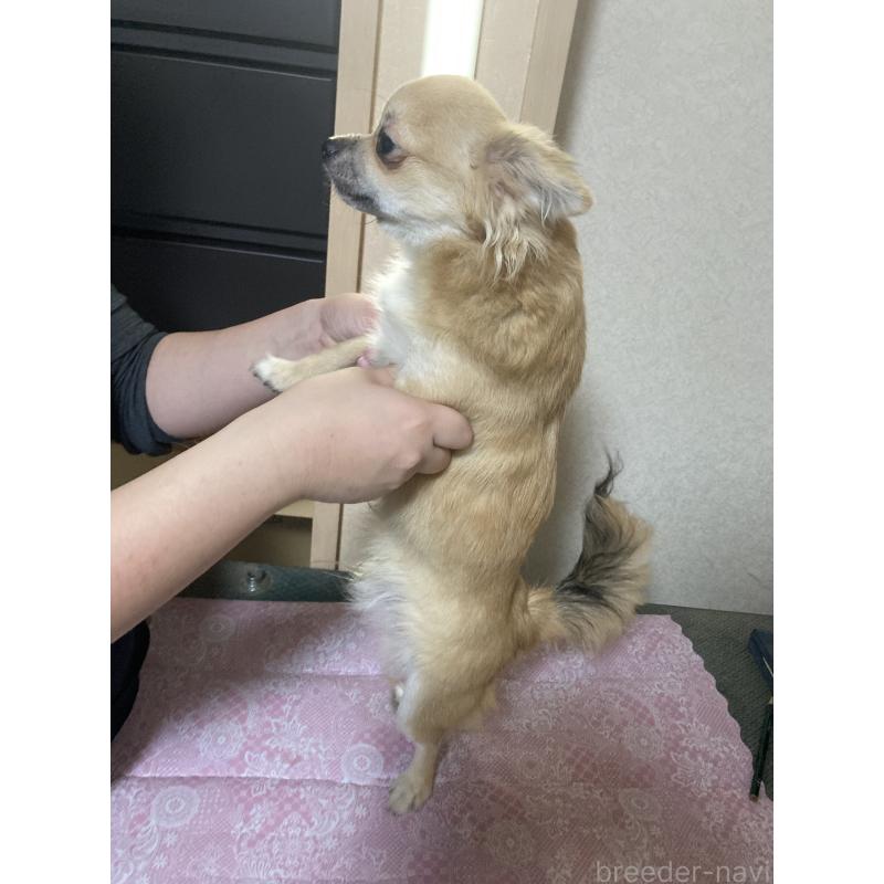 販売中の千葉県のチワワ(ロングコート)-408720の10枚目