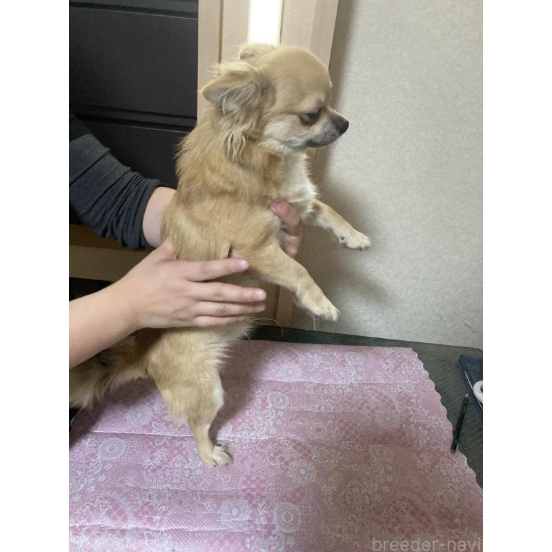 販売中の千葉県のチワワ(ロングコート)-408720の5枚目