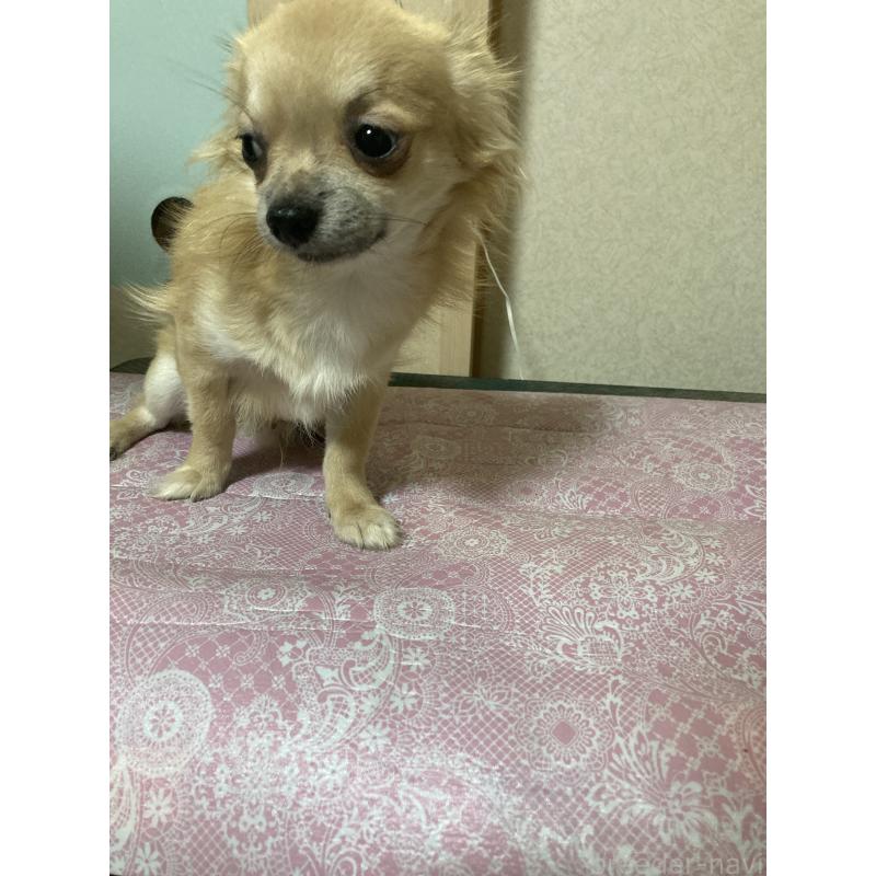 販売中の千葉県のチワワ(ロングコート)-408720の3枚目