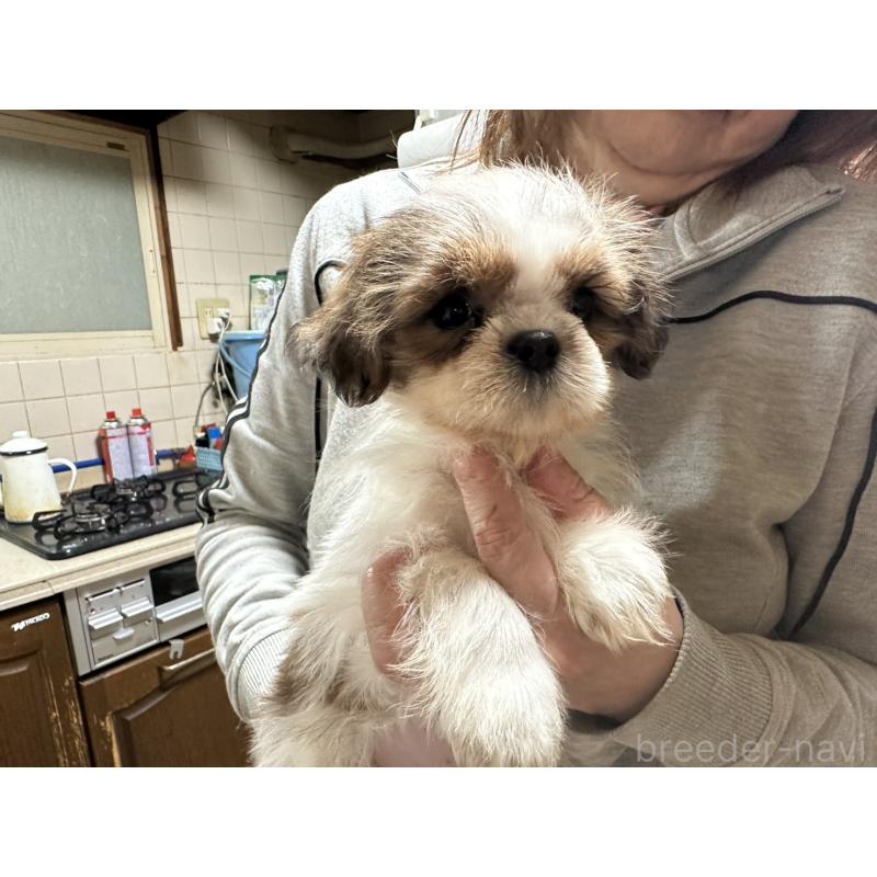 販売中の大阪府のシーズー-427946の10枚目