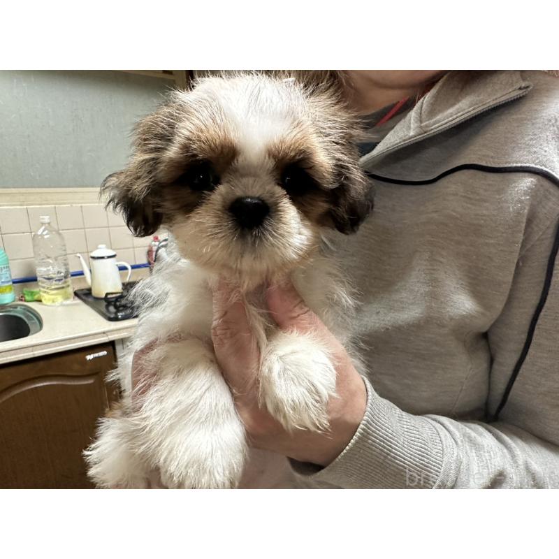 販売中の大阪府のシーズー-427946の1枚目