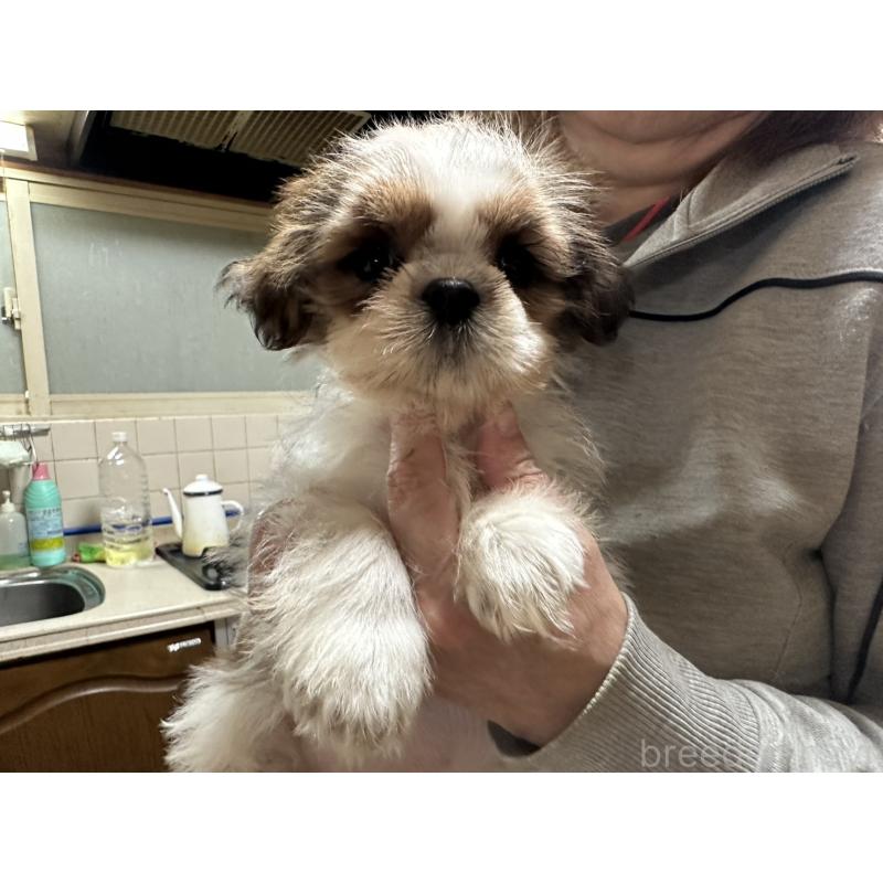 販売中の大阪府のシーズー-427946の8枚目