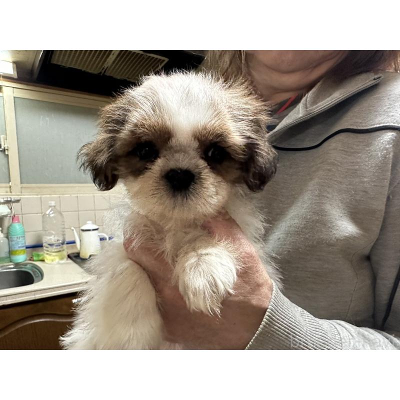 販売中の大阪府のシーズー-427946の7枚目