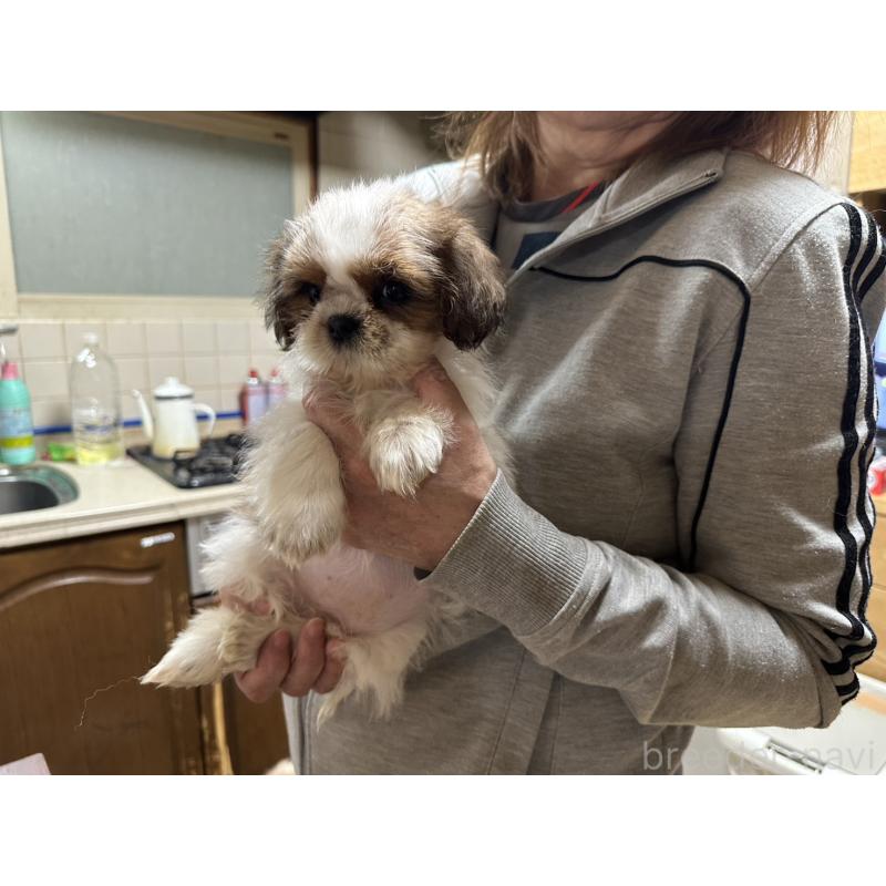 販売中の大阪府のシーズー-427946の6枚目