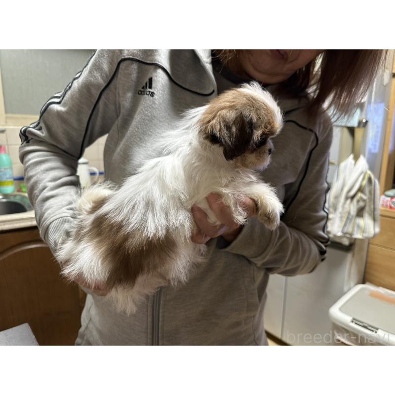 販売中の大阪府のシーズー-427946の4枚目