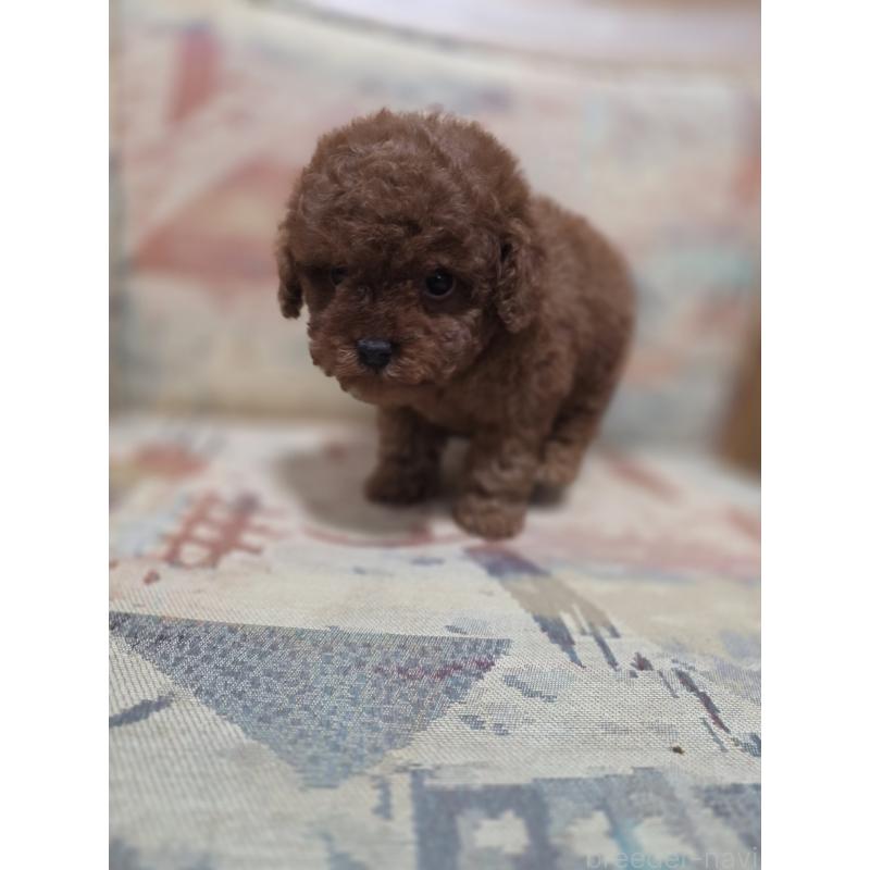 販売中の埼玉県のティーカッププードル-427947の8枚目