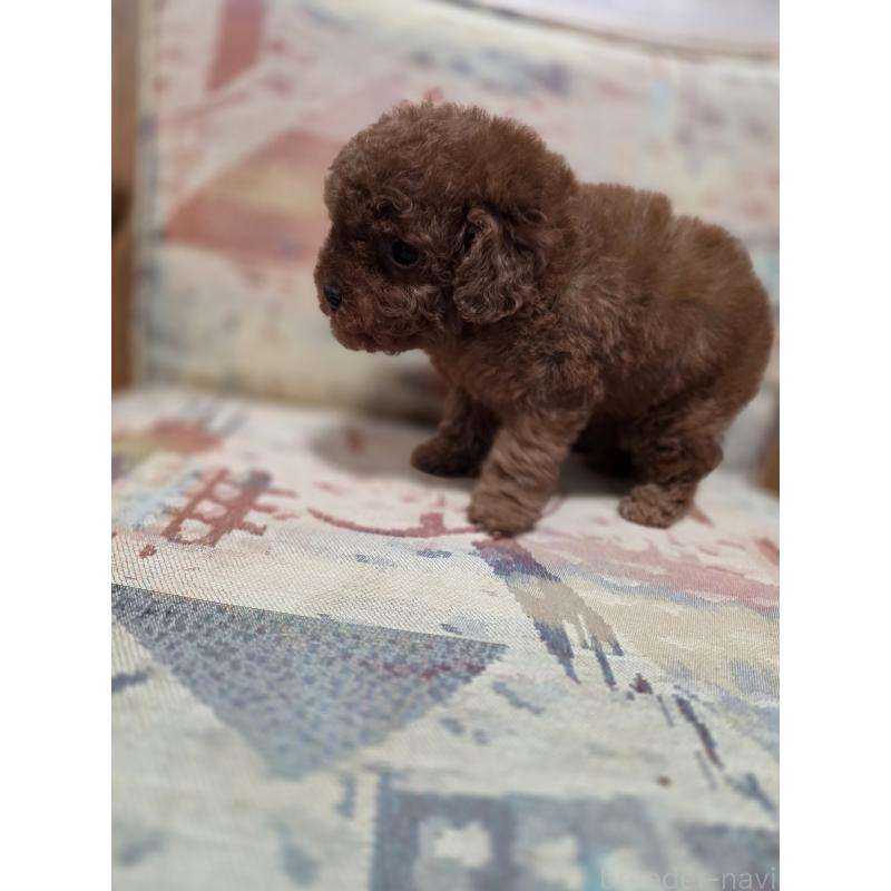 販売中の埼玉県のティーカッププードル-427947の7枚目