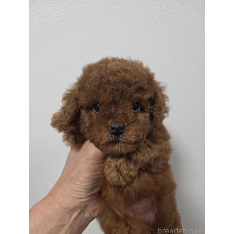 販売中の埼玉県のティーカッププードル-427947の5枚目