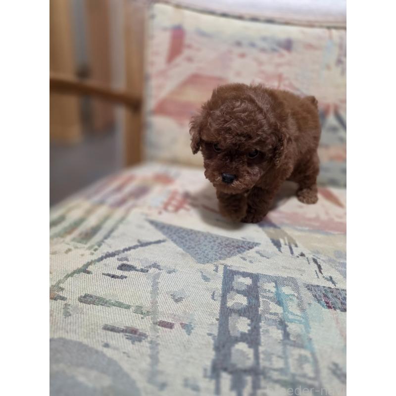 販売中の埼玉県のティーカッププードル-427947の4枚目