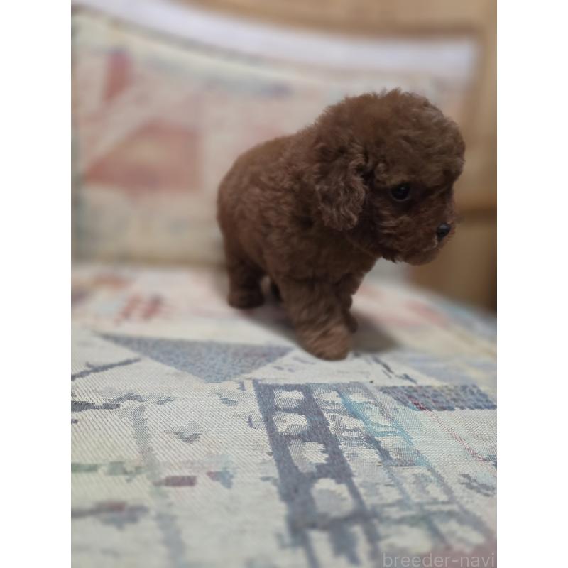 販売中の埼玉県のティーカッププードル-427947の3枚目