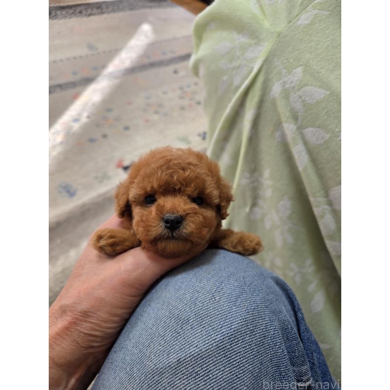 販売中の埼玉県のティーカッププードル-427947の2枚目