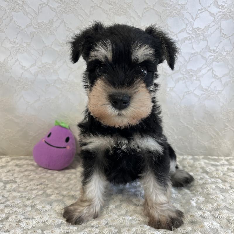 商談中の岡山県のミニチュアシュナウザー-426617