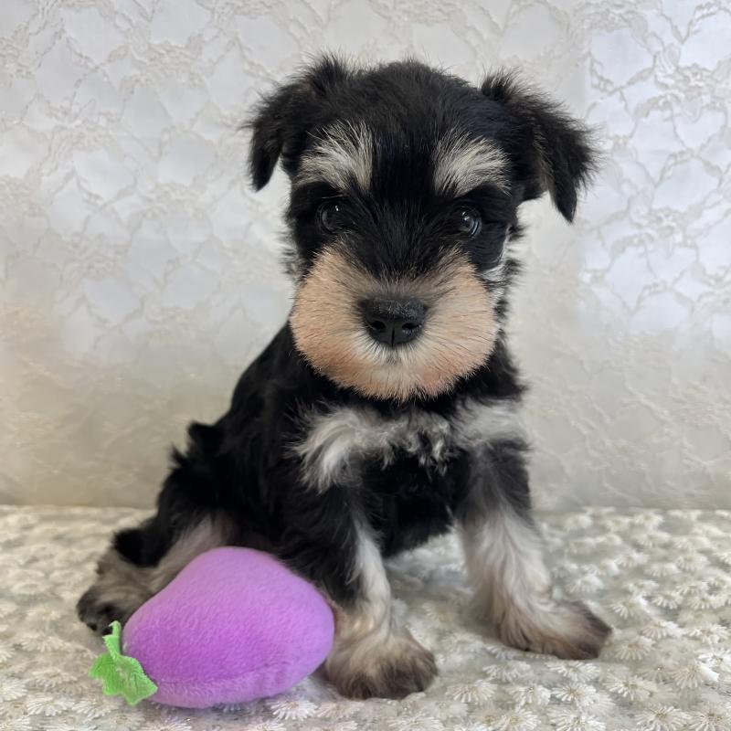 岡山県のミニチュアシュナウザー｜女の子・2025/10/10生まれ・ブラック