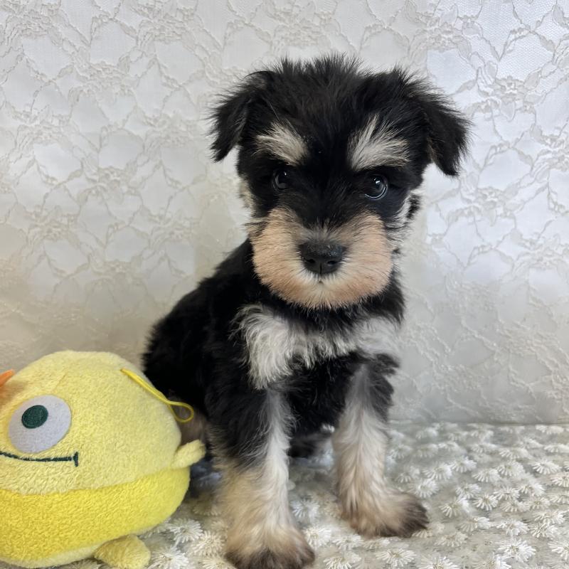 成約済の岡山県のミニチュアシュナウザー-426619の3枚目