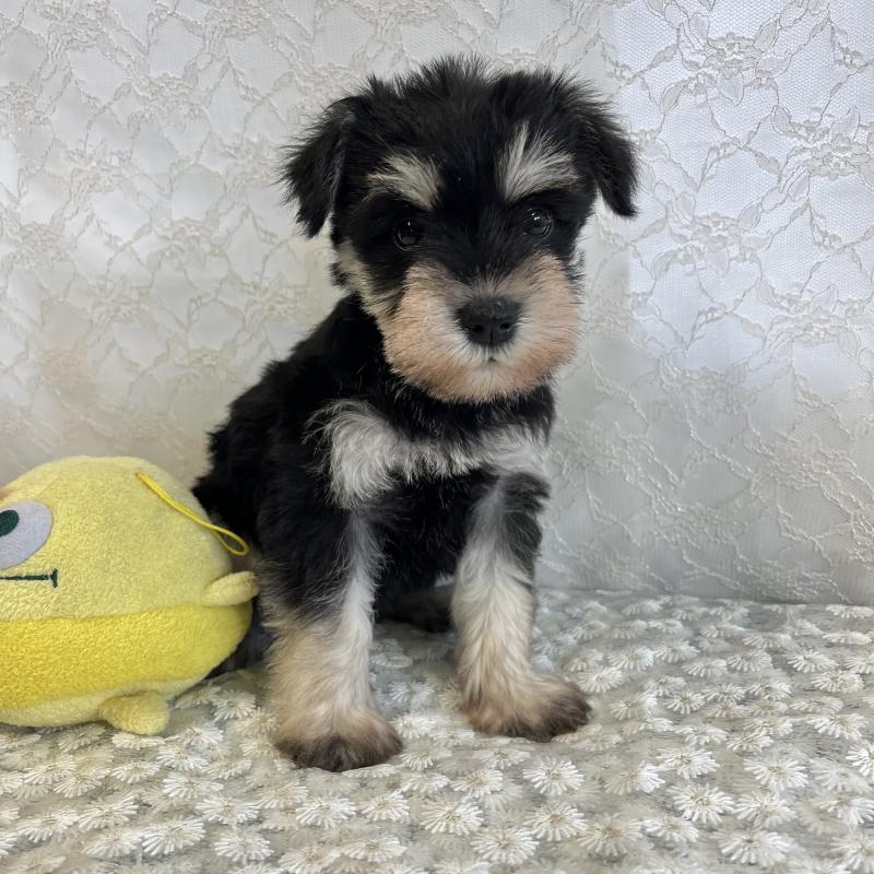 成約済の岡山県のミニチュアシュナウザー-426619の2枚目