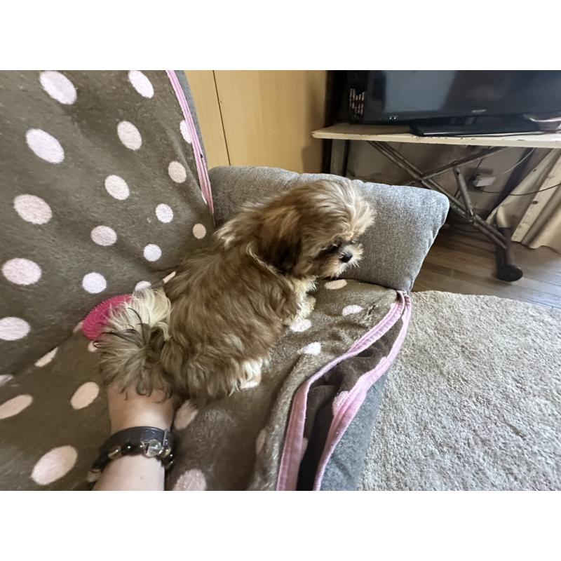 販売中の大阪府のシーズー-427948の16枚目