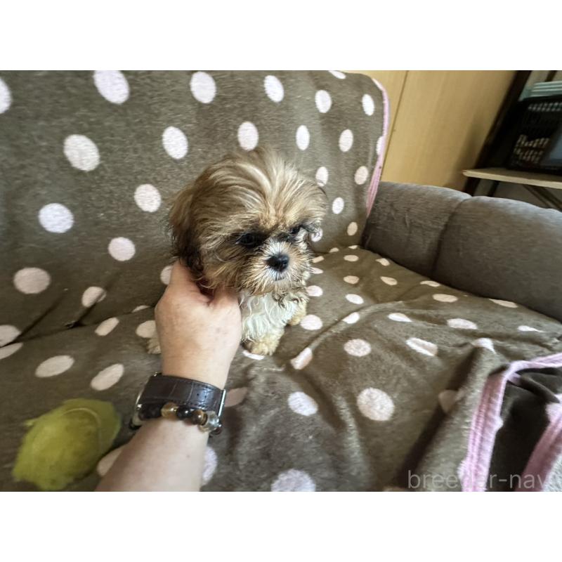 販売中の大阪府のシーズー-427948の15枚目