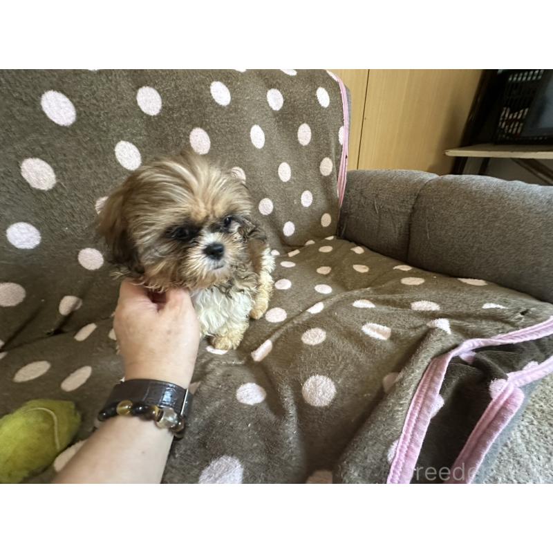 販売中の大阪府のシーズー-427948の14枚目