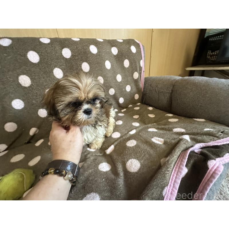 販売中の大阪府のシーズー-427948の13枚目