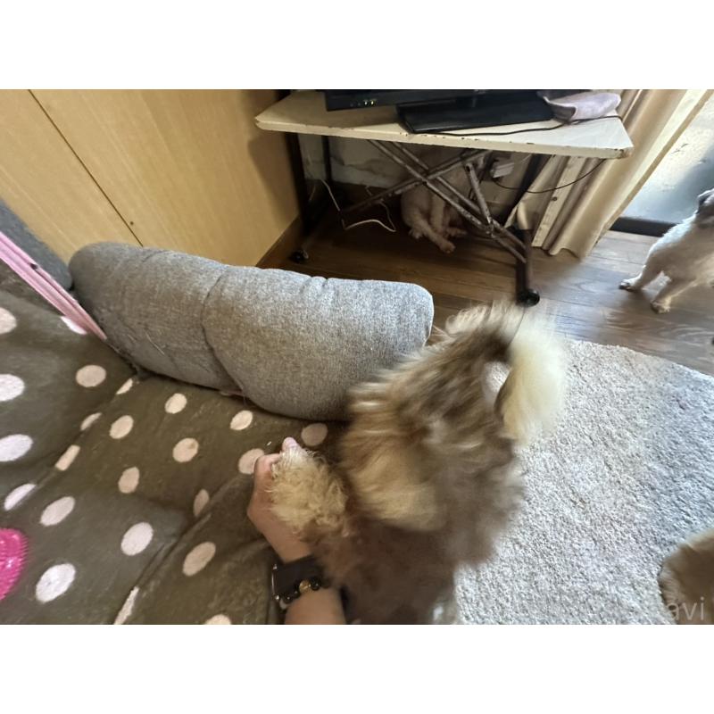 販売中の大阪府のシーズー-427948の12枚目