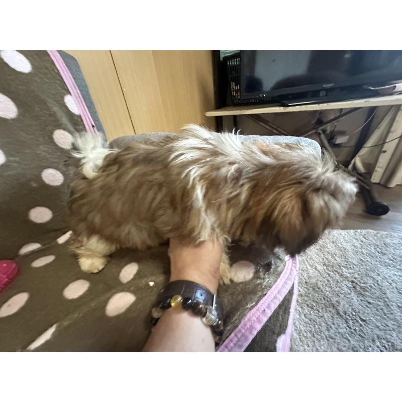 販売中の大阪府のシーズー-427948の11枚目