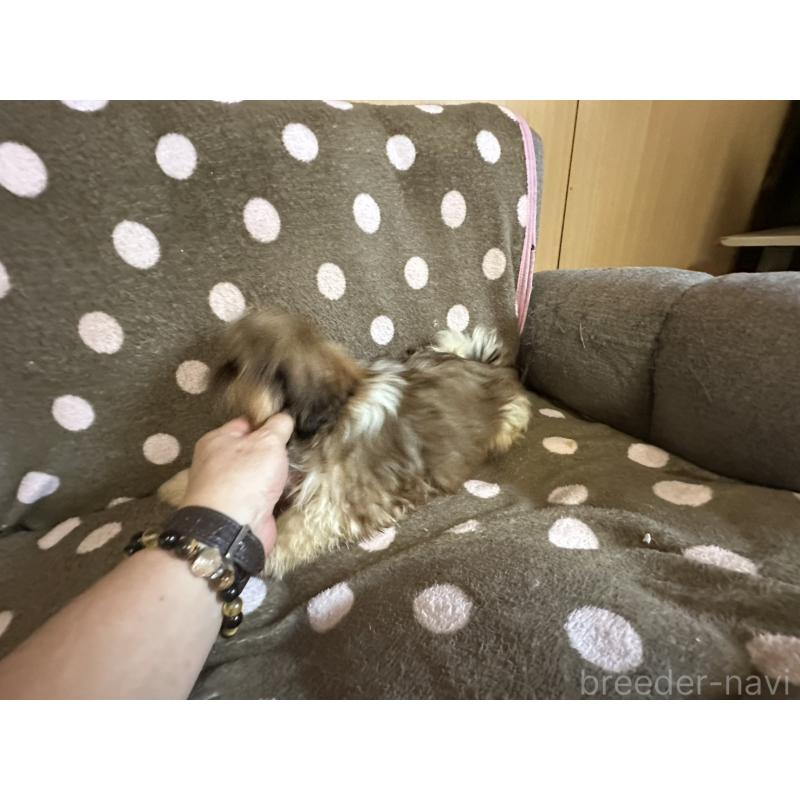 販売中の大阪府のシーズー-427948の10枚目