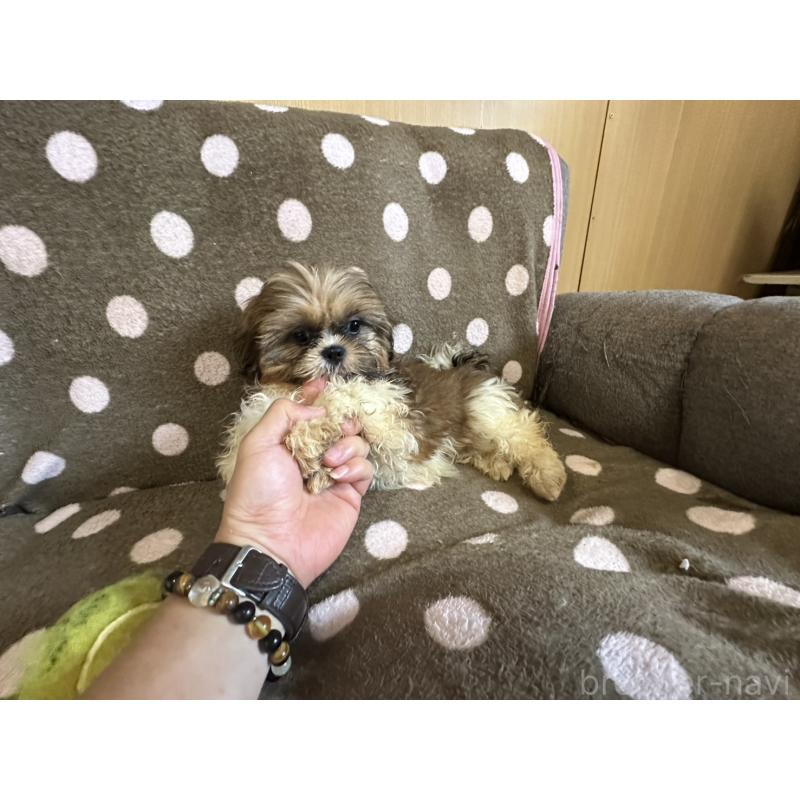 販売中の大阪府のシーズー-427948の9枚目