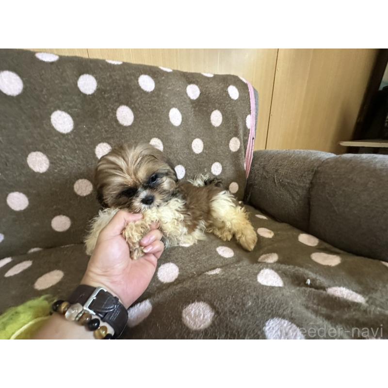 販売中の大阪府のシーズー-427948の8枚目