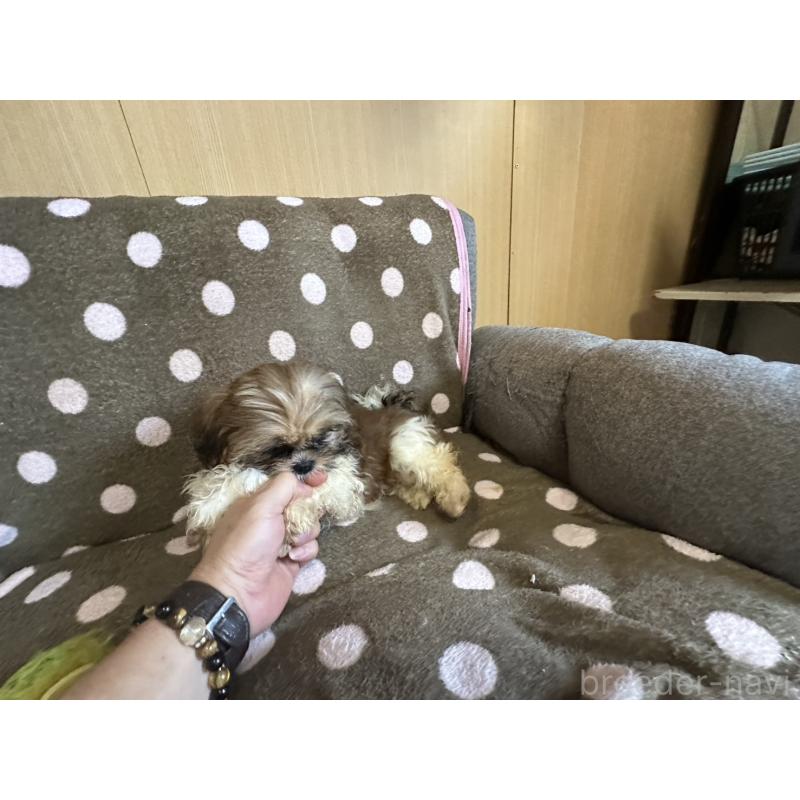 販売中の大阪府のシーズー-427948の7枚目