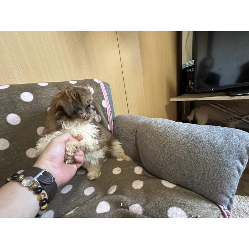 販売中の大阪府のシーズー-427948の6枚目