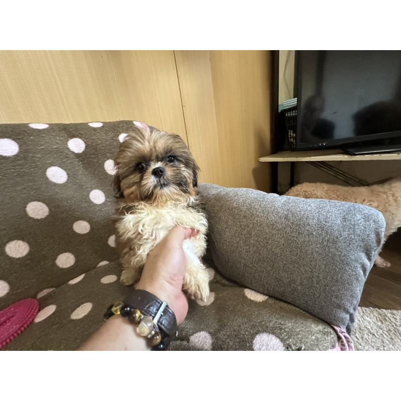 販売中の大阪府のシーズー-427948の5枚目