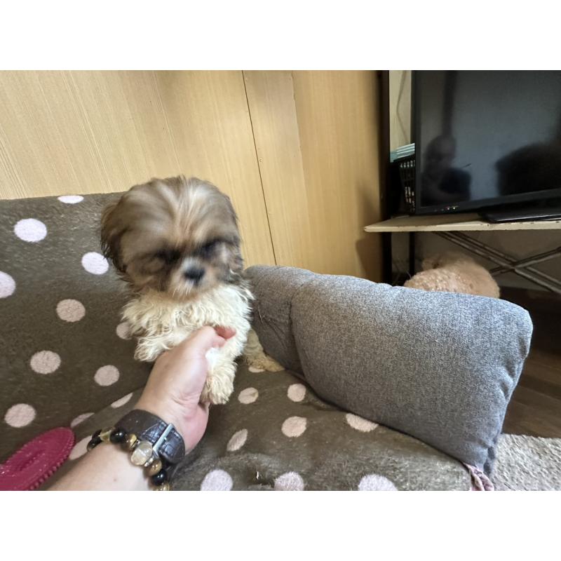 販売中の大阪府のシーズー-427948の4枚目