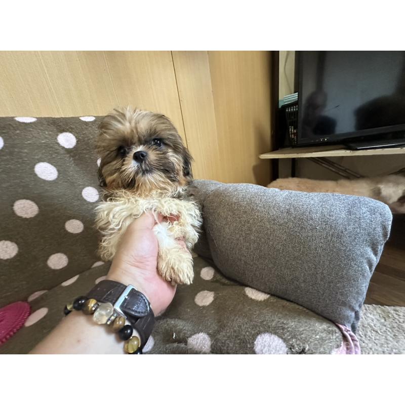 販売中の大阪府のシーズー-427948の3枚目