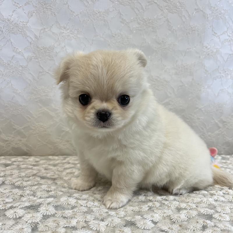 商談中の岡山県のチワワ(ロングコート)-426634