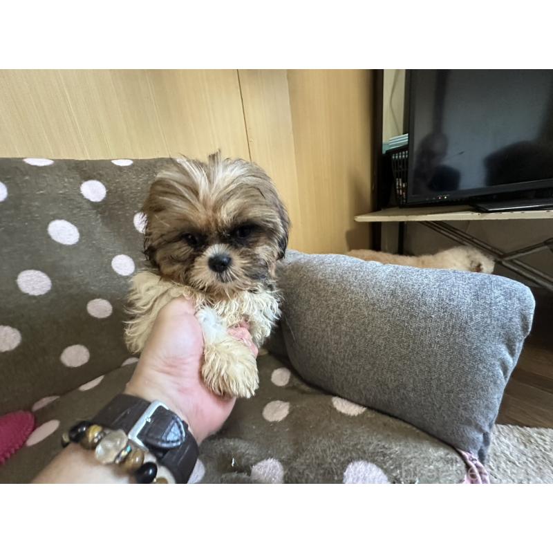 販売中の大阪府のシーズー-427948の2枚目