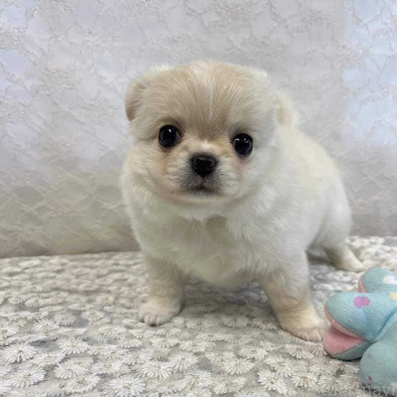 成約済の岡山県のチワワ(ロングコート)-426634の4枚目