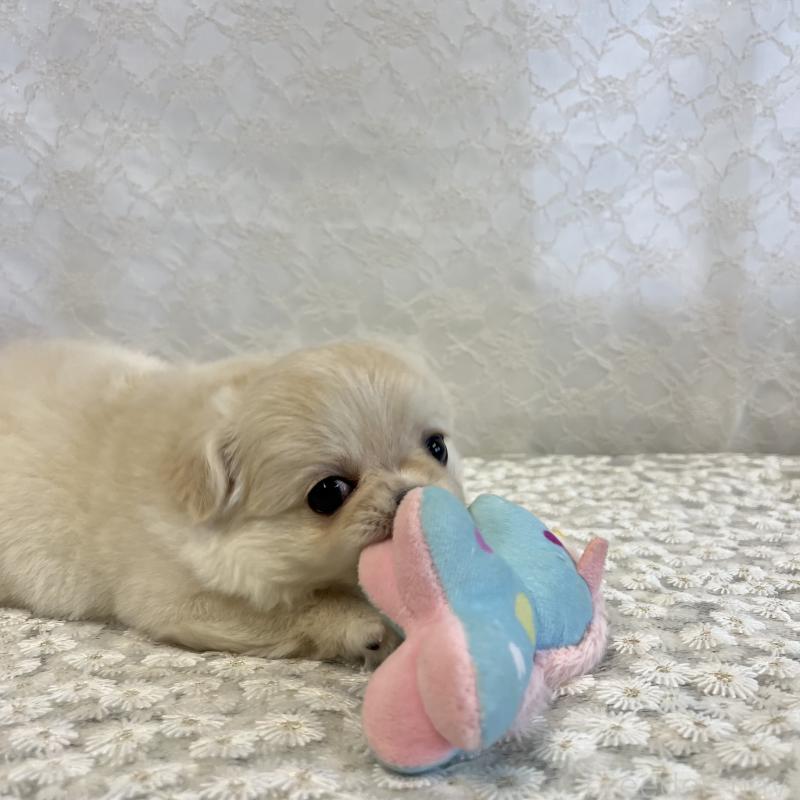 成約済の岡山県のチワワ(ロングコート)-426634の3枚目