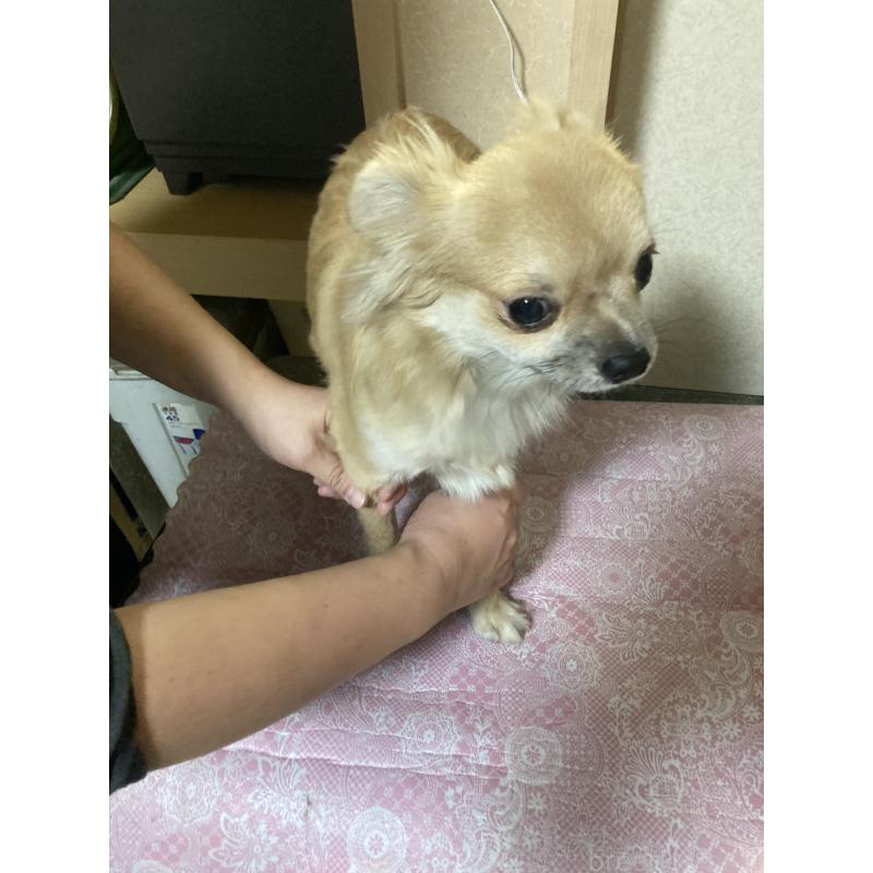 販売中の千葉県のチワワ(ロングコート)-408724の14枚目