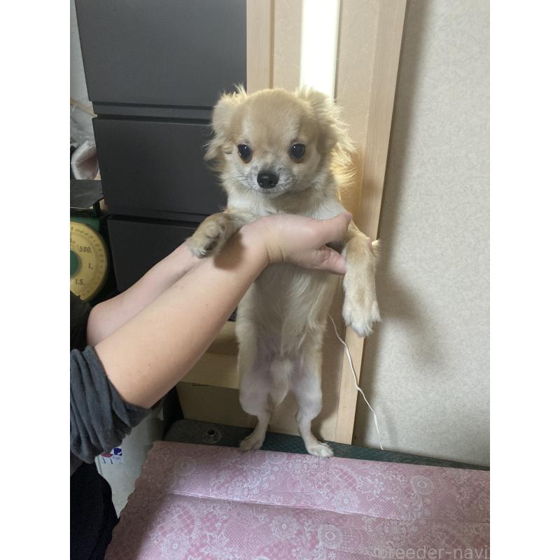 販売中の千葉県のチワワ(ロングコート)-408724の13枚目