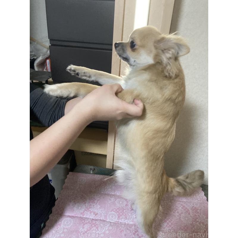 販売中の千葉県のチワワ(ロングコート)-408724の12枚目