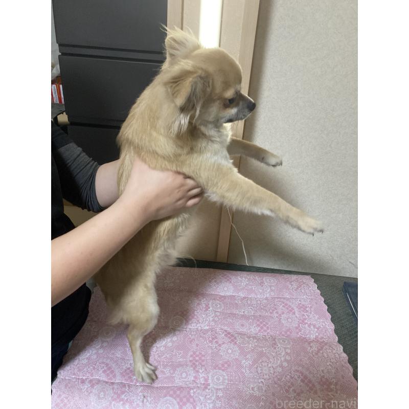 販売中の千葉県のチワワ(ロングコート)-408724の10枚目