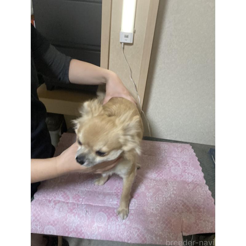 販売中の千葉県のチワワ(ロングコート)-408724の9枚目