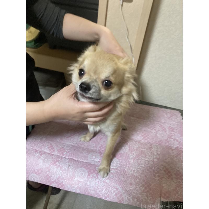 販売中の千葉県のチワワ(ロングコート)-408724の8枚目